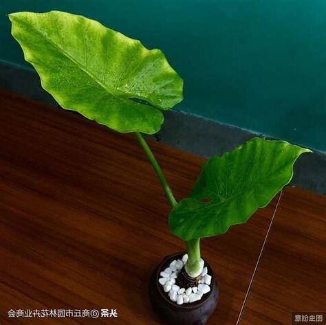 滴水觀音 植物